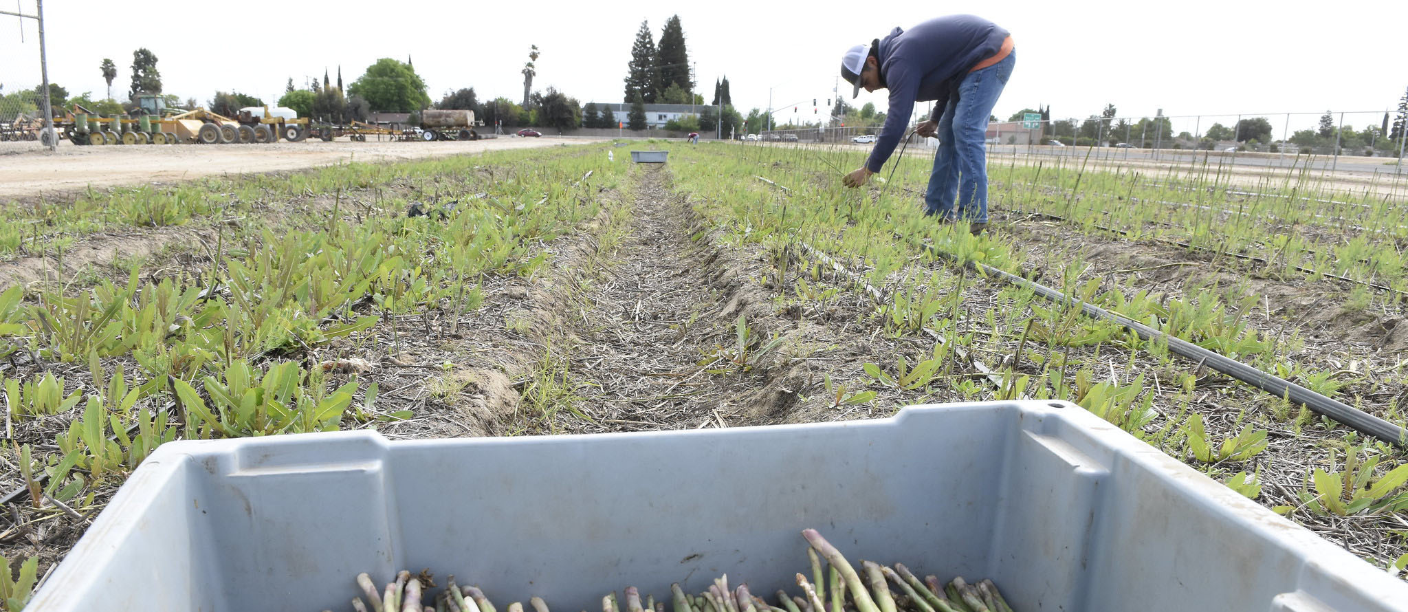 Picking Asparagus