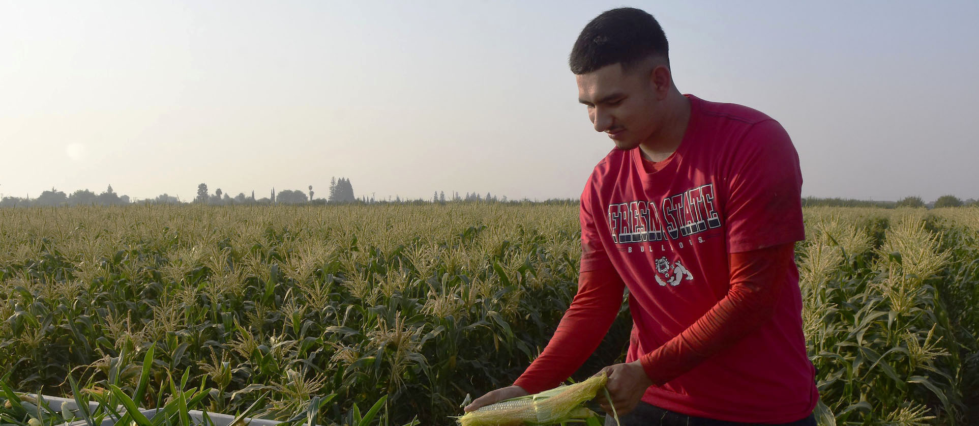 Shucking Corn