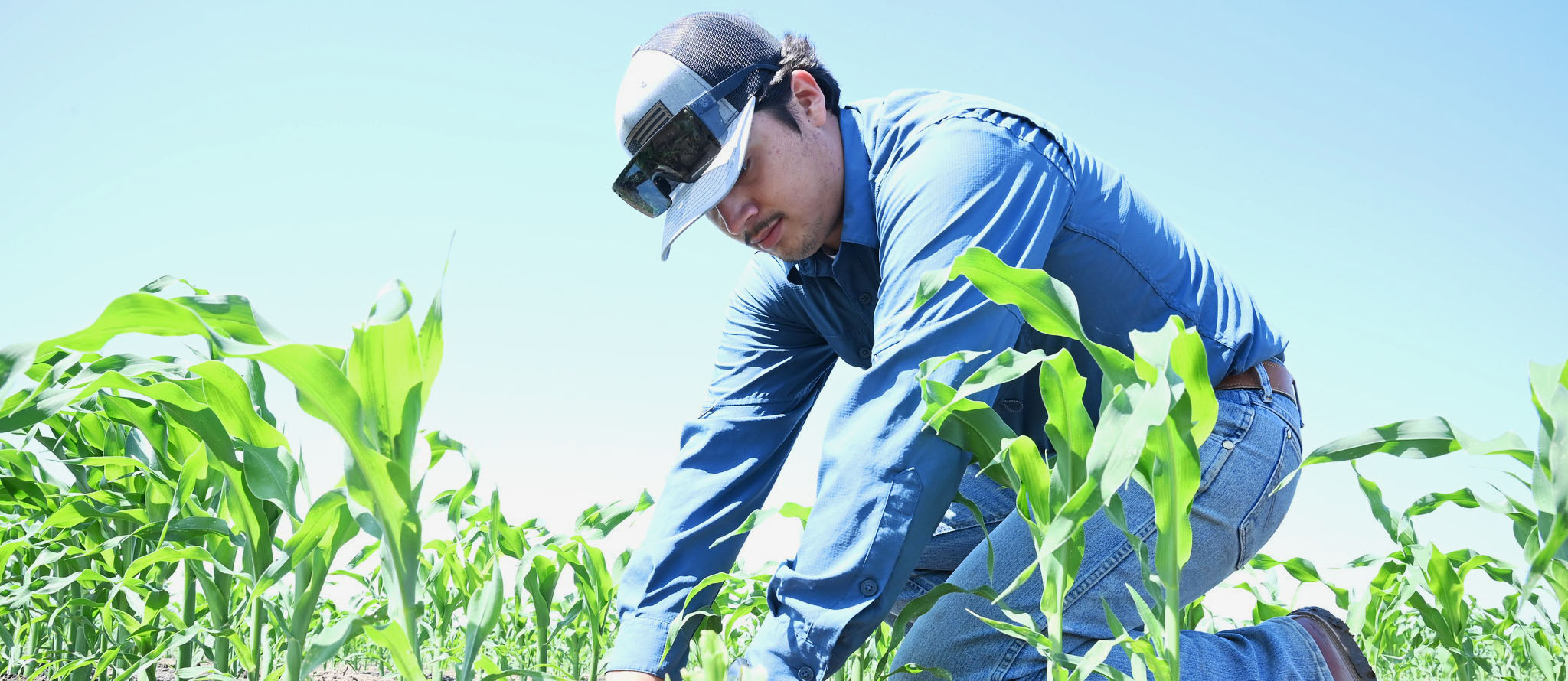 Planting Corn