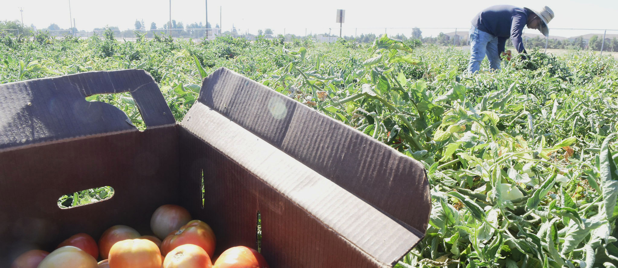 Picking Tomatoes