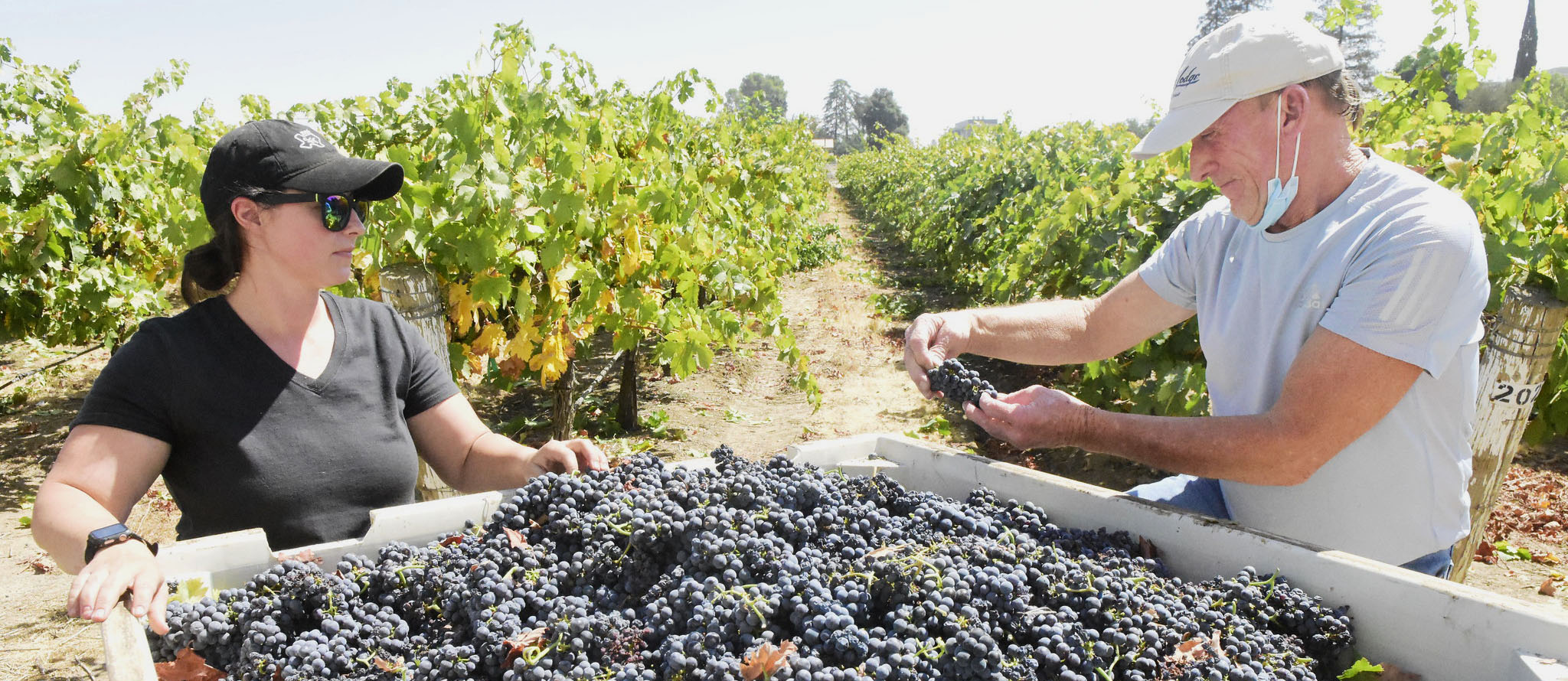 Observing grapes after picking