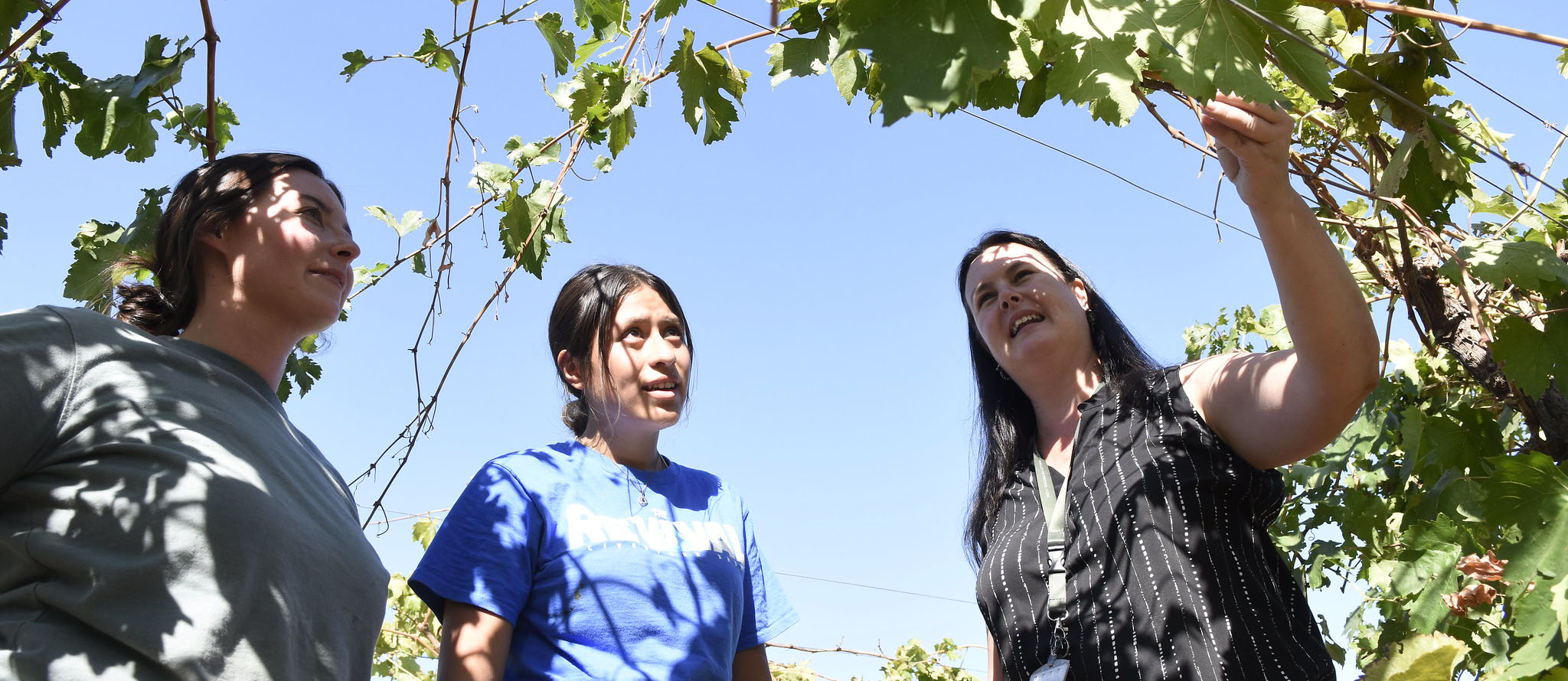 Sonet Van Zyl showing students grapevines