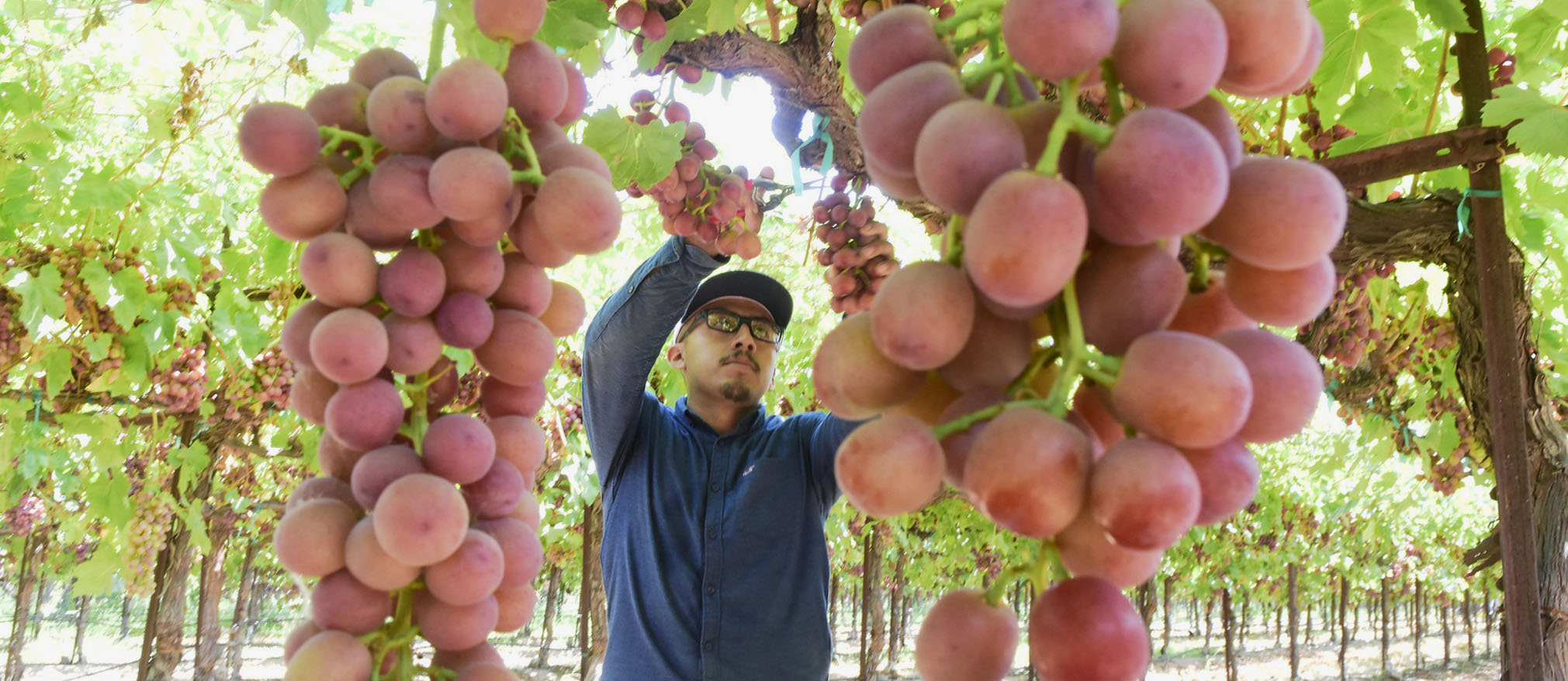 Picking grapes