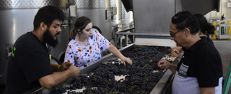 Grape Processing 